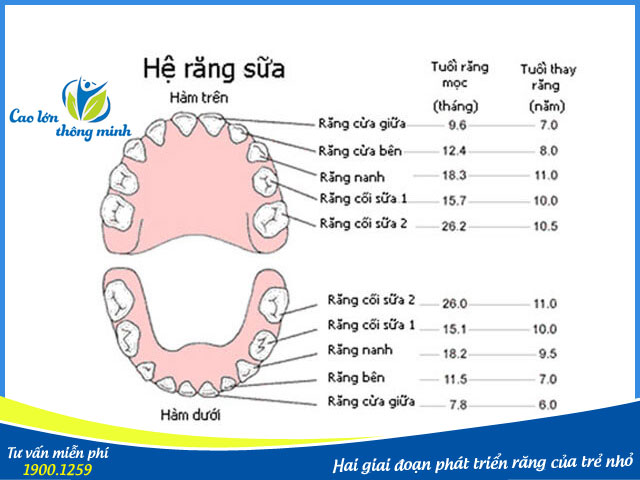 Cha mẹ cần biết giai đoạn phát triển răng của trẻ để chăm sóc tốt hơn
