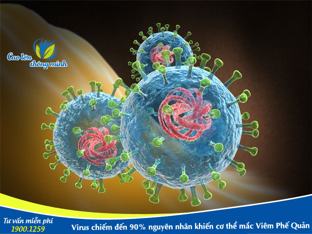 Virus gây bệnh viêm phế quản